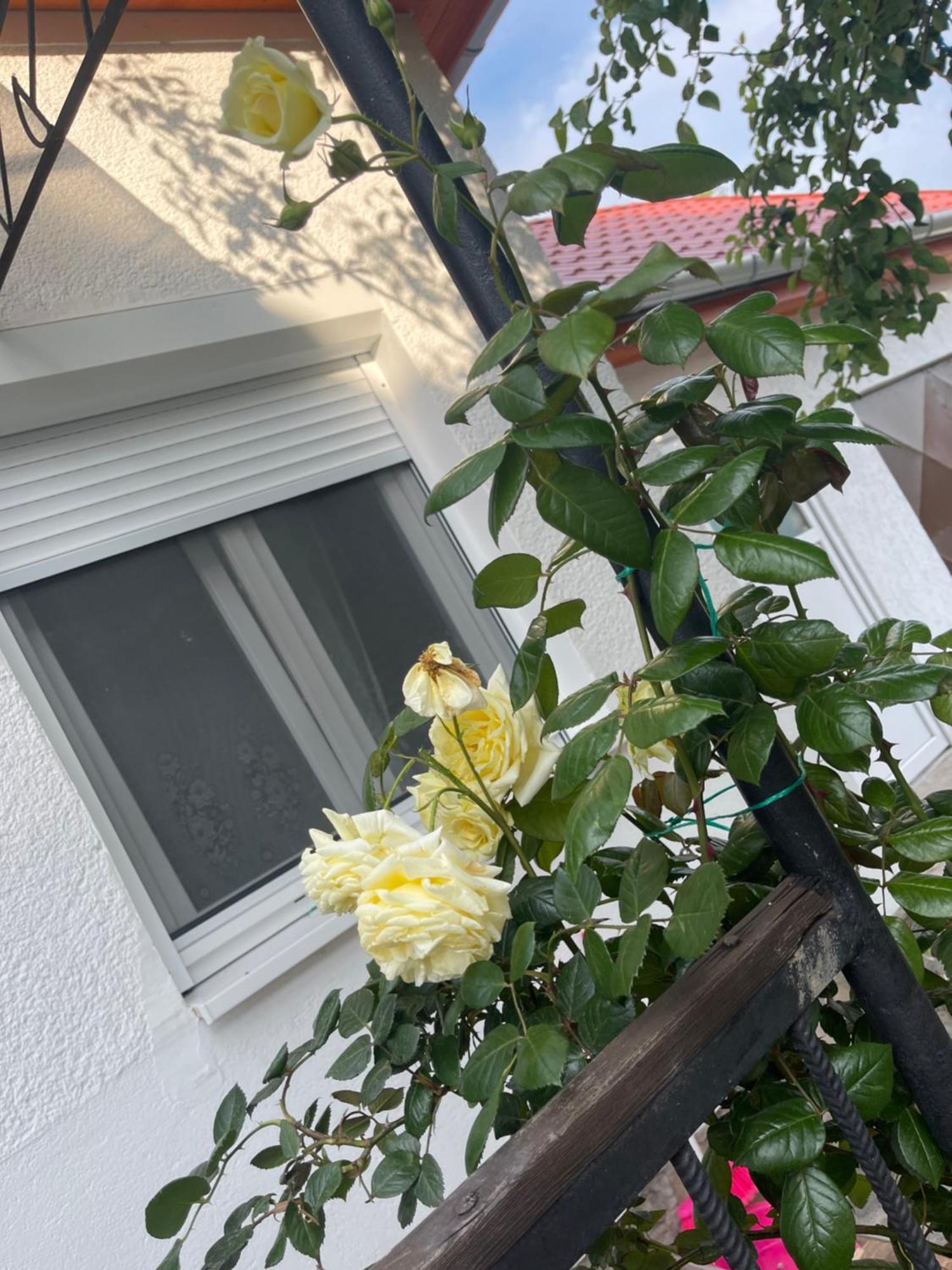 Valentina Apartman Balatonmáriafürdő Exteriör bild